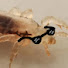 m2tJfs9mDCk-channel-avatar-Lice