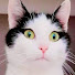 KsOw02udx8s-channel-avatar-Les P'tits trains de Chat-Ville
