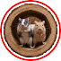 1EN1NSyrvfs-channel-avatar-GerbilZone Cat TV