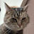 @lolcatpl