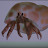 The Unearthly Hermit Crab