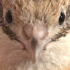 うずら動画アイコン画像