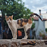 Автор