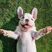 Bulldog Cuties