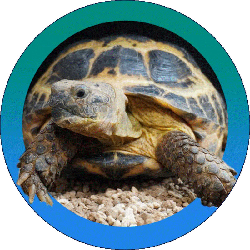 おかきチャンネル/リクガメ日和のサムネイル