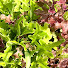 dkKQNvZ2VDo-channel-avatar-Willow and Sage Gardens 