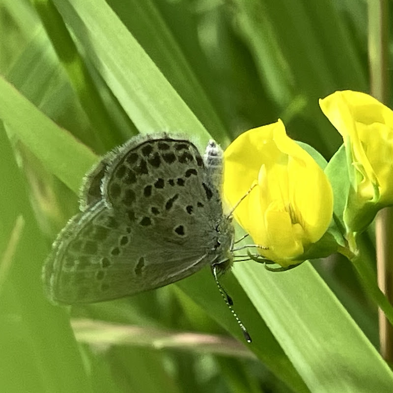山太郎(サンダラ)