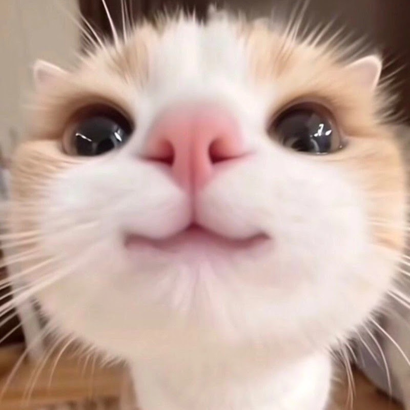 FVIING