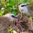 wYBsrLQy1Lg-channel-avatar-Birds World25