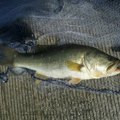 the way of the fishing