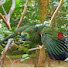 vo0UTnVH83Y-channel-avatar-25SIXTY Parrots & Exotics