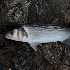 C.I Fishing GSY