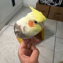 鸚鵡科長-Animal Masterの画像