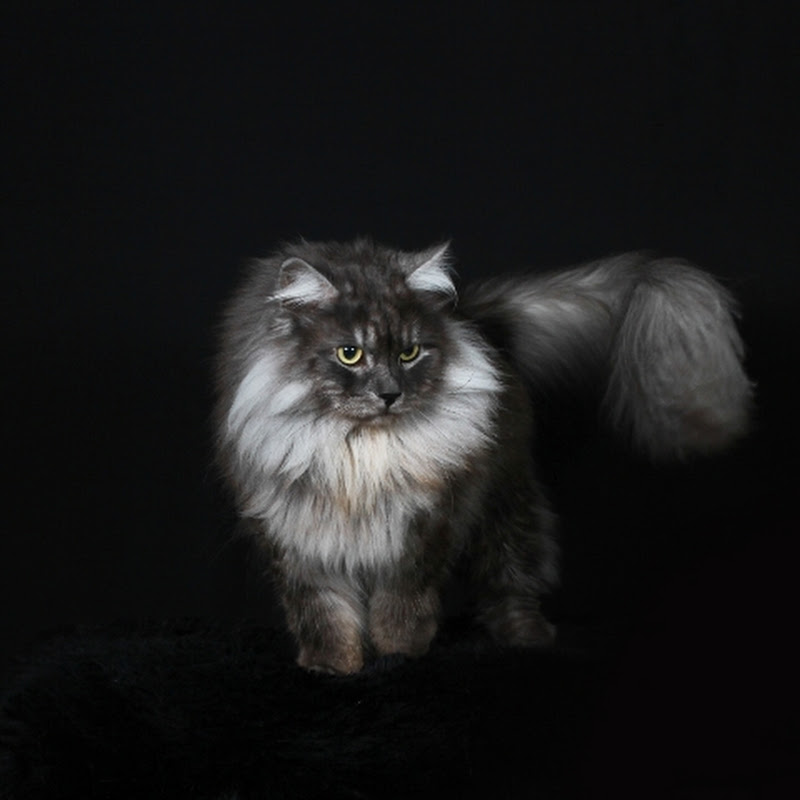 Liljetoppen siberian cats♡