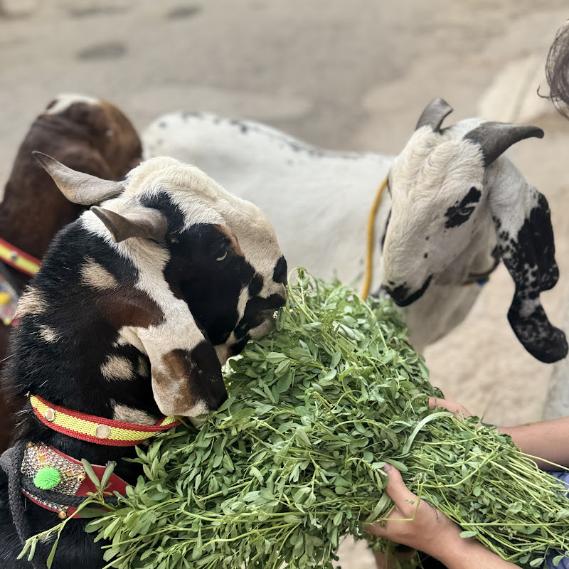 Eid-ul-adha ka shok 