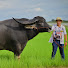 OtDmWgKnYgE-channel-avatar-Buffalo Thailand