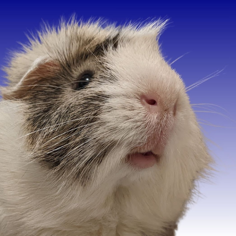 Kona & Suba Guinea Pigs