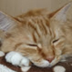 なべちゃんねる