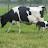 NZ Dairy Farming