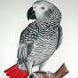 Home parrots life  logo