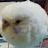 @LittlePetsWild Avatar