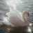 @Areej671