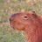 @WeirdeStrangeCapybara