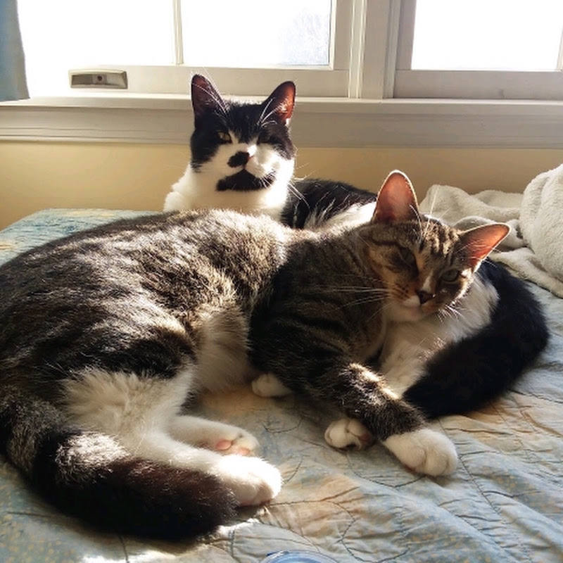 Front Paw Productions