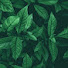 eoKoXnb0nzc-channel-avatar-Gamer Green