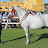 Connemara Pony Breeders' Society 