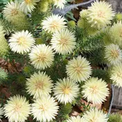 Shonan Botanical Life