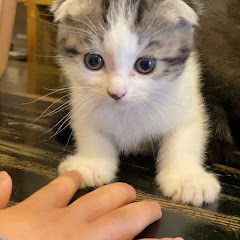 スコ。ミーさん