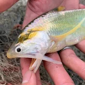 コミヤの生物多様性に関する一考察