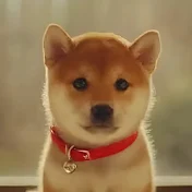  🐾SHIBAMARU🐾 