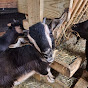 Smile with the goats at Happy Little Hooves Farm logo