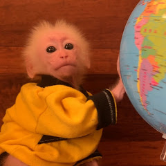 Family BiBi net worth