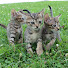 MnzJ-LBnW2M-channel-avatar-メルとバルの保護猫日記 meru&baru cats diary