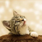 スカッと猫ミーム