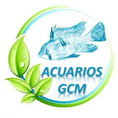 Acuarios GCM net worth