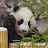 かわいい動物動画 panpanda565