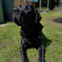 Hire Rocky The Black Lab — Pets & Animals YouTube creator for sponsorships