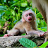 v8oUGYMqUME-channel-avatar-Adventure Monkey KH 