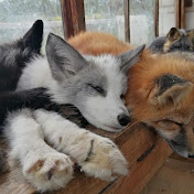 Chilled Fox
