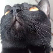 くろねこのクロちゃん