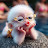 @monkeylips4U