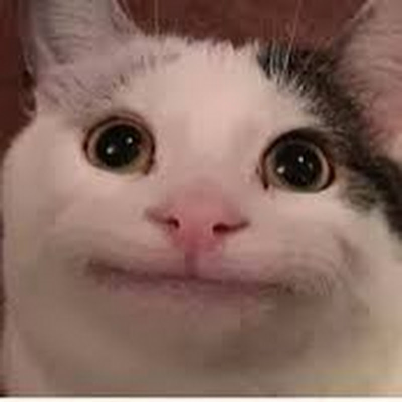 Hire CatNet — Pets & Animals YouTube creator for sponsorships