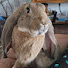 W1oTKje4tPE-channel-avatar-Casey's Carrot Patch
