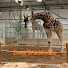 FhFtddelIF8-channel-avatar-Zoos Worldwide 