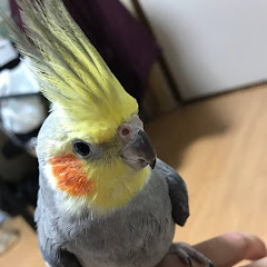 TERIYAKI