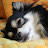 @DOG-rm8cr